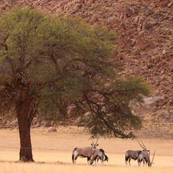 Oryx - Abschiedsgruppe 👋🏼