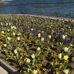 Spring flowers in bloom, Lake Como.