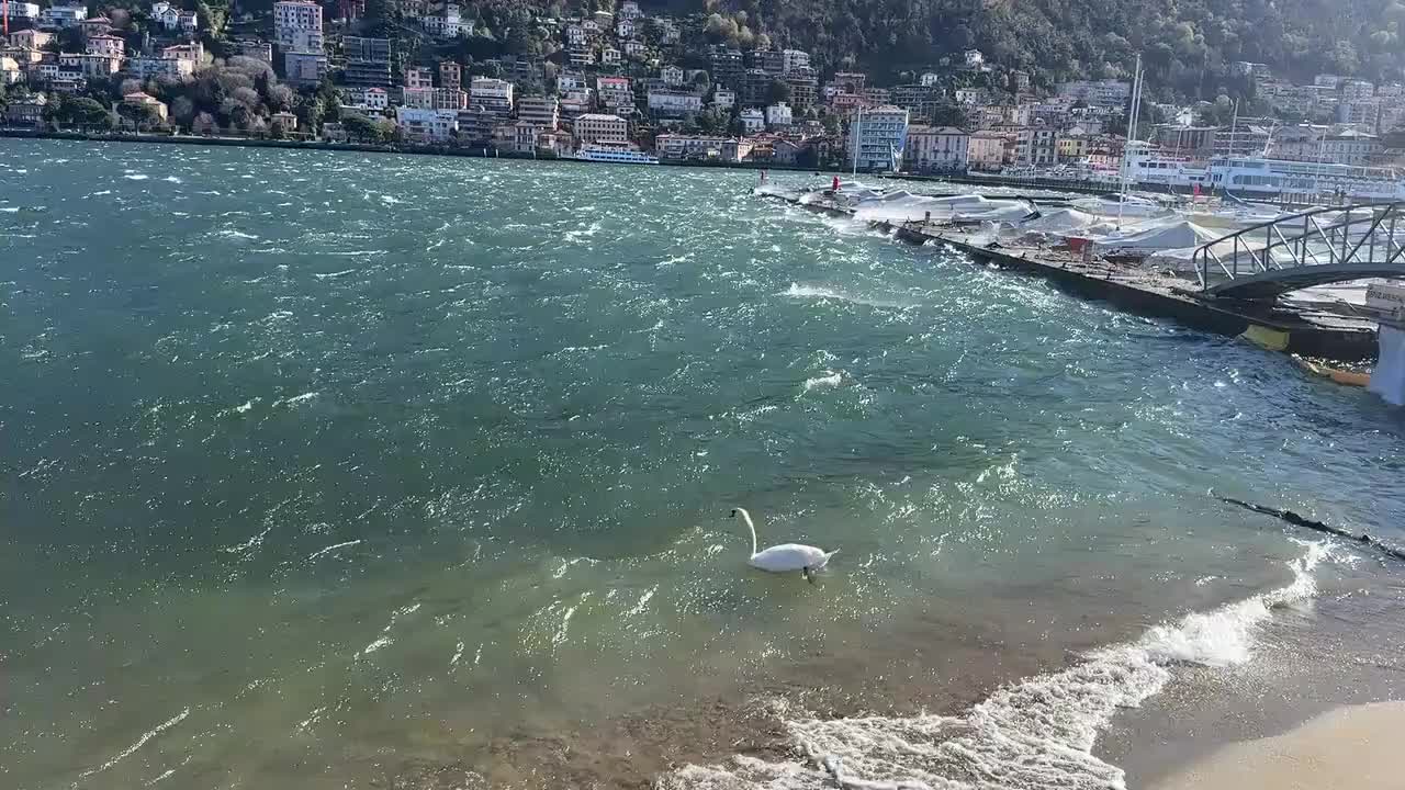 The windy conditions at Lake Como. The swans were unbothered and borderline insouciant even.