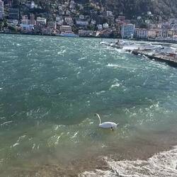 The windy conditions at Lake Como. The swans were unbothered and borderline insouciant even.