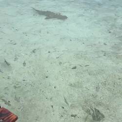 VIDEO- eating with the sharks