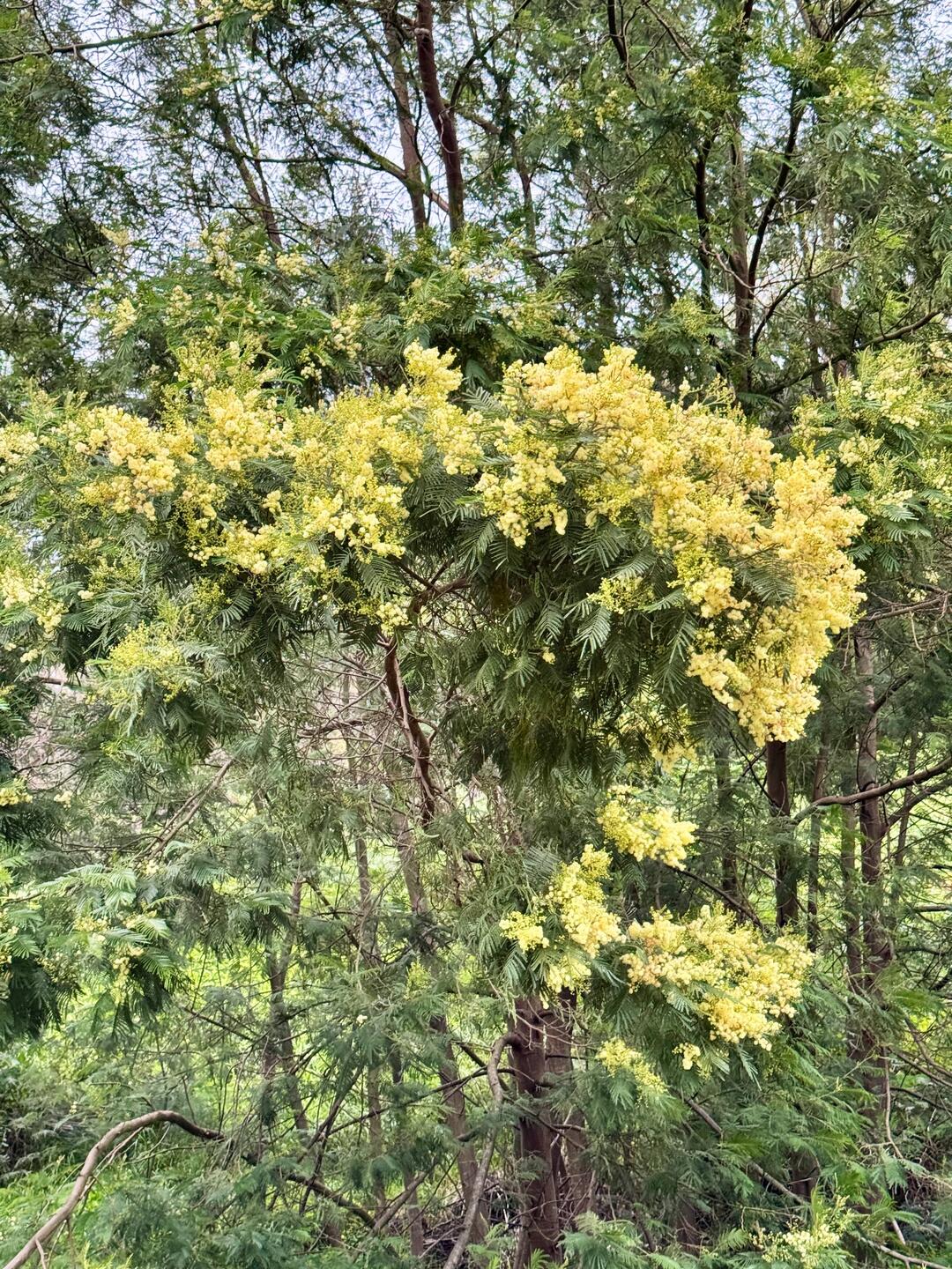 Silber-Akazie (Mimose)