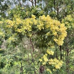 Silber-Akazie (Mimose)