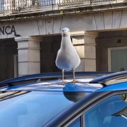 Lots of gulls here as we are near the sea.