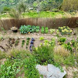 Their huerta (vegetable garden)