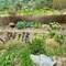 Their huerta (vegetable garden)