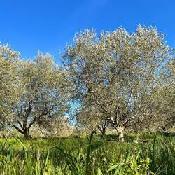 Zur Erinnerung: Ich brauche neues Olivenöl
