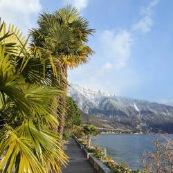 Promenade Montreux mit Palmen und Schnee