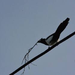 Une pie bavarde qui construit son nid