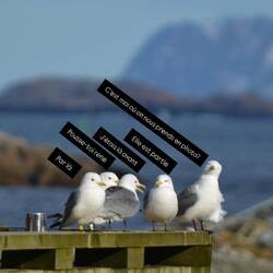 Les mouettes aussi sont bavardes