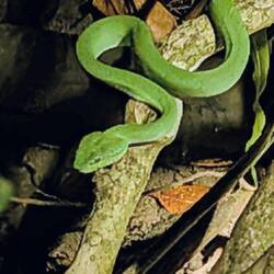 Grüne Viper (Grubenotter)
