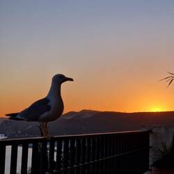 Golden hour über Sesimbra mit Möwe