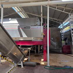 Hier werfen die Trauben abgeliefert und von den Stengeln entfernt