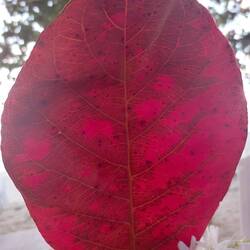 Abgefallenes Blatt des Katappenbaums (Terminalia catappa), auch als Seemandel bezeichnet