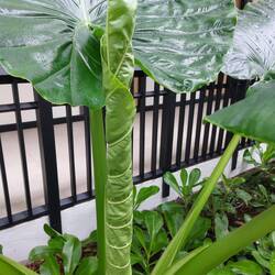 Das riesenblättrige Pfeilblatt (Alocasia macrorrhiza) wurde statt der Calla in die Beete gepflanzt.
