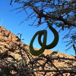 Komisches Büschchen! 😅