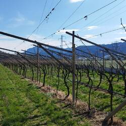 Die Weinreben warten noch auf ☀️