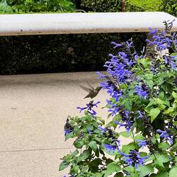 Kolibri (Hummingbird) in Action