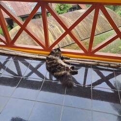 Die Hauskatze heißt Milo