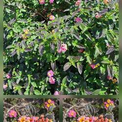 Das Wandelröschen ist einer meiner Lieblingssträucher