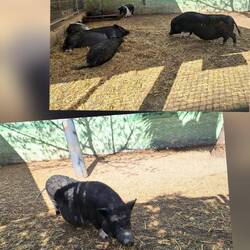 Das Witzigste war der Streichelzoo ...