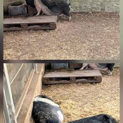 ... mit einigen Hängebauchschweinen