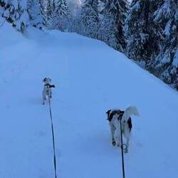 Schneeschuhwanderung mit Milo & Mizzy