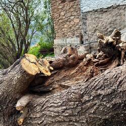 The tree that caused the damage is too heavy to move. Michelle hopes to make it into a bench.