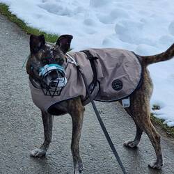 Hi, ich bin Nara und steck meinen Kopf gern in den Schnee.