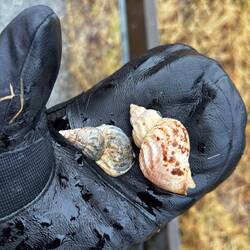 D'autres trouvailles