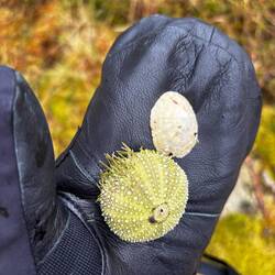 Trouvailles intriguantes