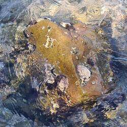 Leider gibs jetzt schon Quallen