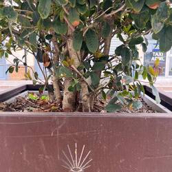 Saint-Gilles is full of Camino markings