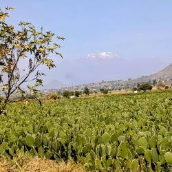 🌵 Nopales (Kaktusblätter vom Feigenkaktus) werden in der mexikanischen Küche verwendet