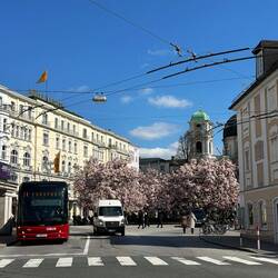 Makartplatz mit Magnolien