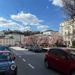Blick auf den Makartplatz (immer noch mit Magnolien) von der Dreifaltigkeitsgasse aus