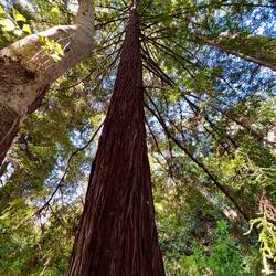 Redwood - Schon ziemlich beeindruckende Baumriesen