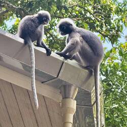Les magnifiques singes spécifiques de Railay island 🤩