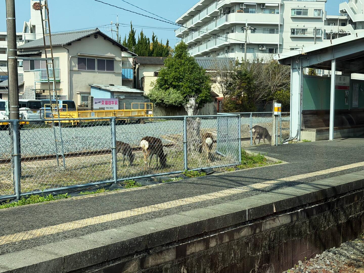 Typisch für Nara: Rehe und Hirsche überall