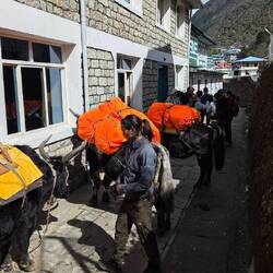 Yaks ready for departure