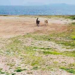 ..und auch viele liebe Landbewohner 🐶