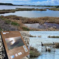 ..ein Paradies für viele, viele Tiere 🦩..