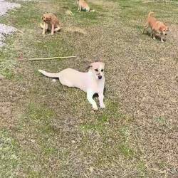 ..eine süße Rasselbande 🐾❣️