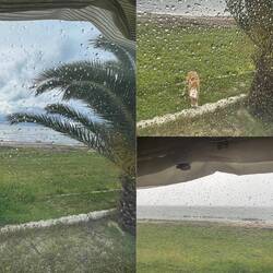 ..wir hatten Regen in der Nacht und die süße Hündin von gestern hat uns gefunden u.frühstückt schon🐶