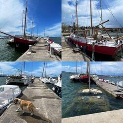 ..und begleitet mich bei meiner Walking Runde 🐾🚶🏻‍♀️‍➡️