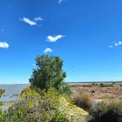 Am Himmel zwei Ibisse (Sichler)