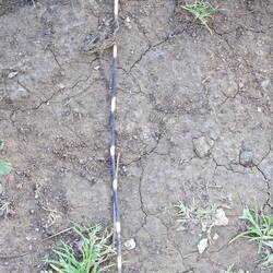 My first porcupine quill