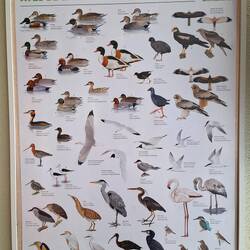 L'Albufera und die Vogelwelt