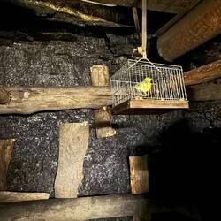 Sauerstoffmangel ➡️ Kanarienvogel tot ➡️ nichts wie raus!