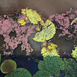 These lillypads last ~3 mos b/f deteriorating; their flowers only last 3 days.